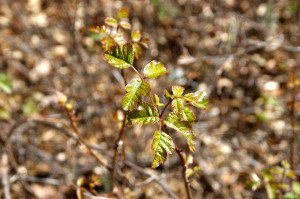 Poison Oak