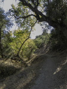 The ravine that feeds the creek and wash on the northern edge of the Pacific Crest Trail as you climb up the ridge towards the grasslands.