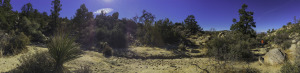 Easy to follow track through the sandy soil towards the top of the hike