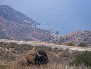 Bison resting by the Trans Catalina Trail with Whites Landing visible in the distance.